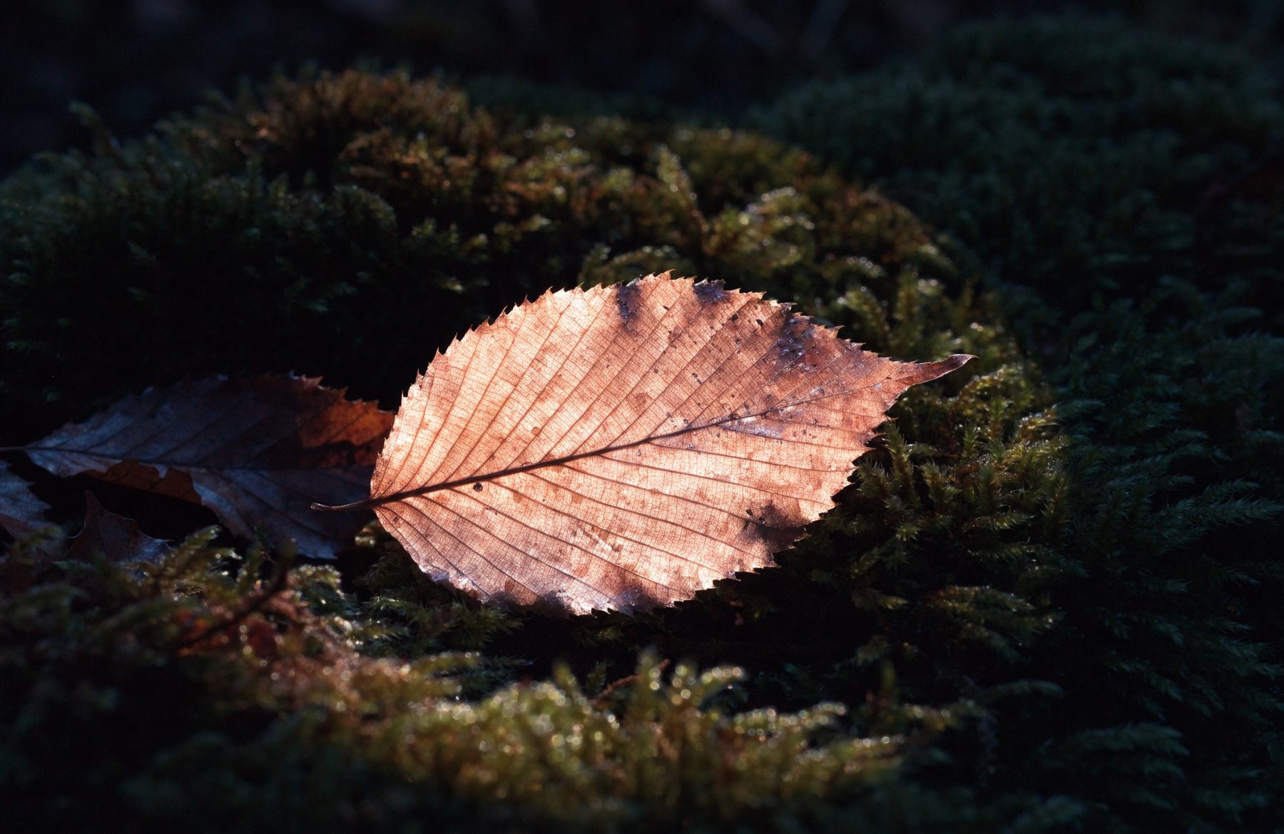 A backlit copper leaf resting on moss