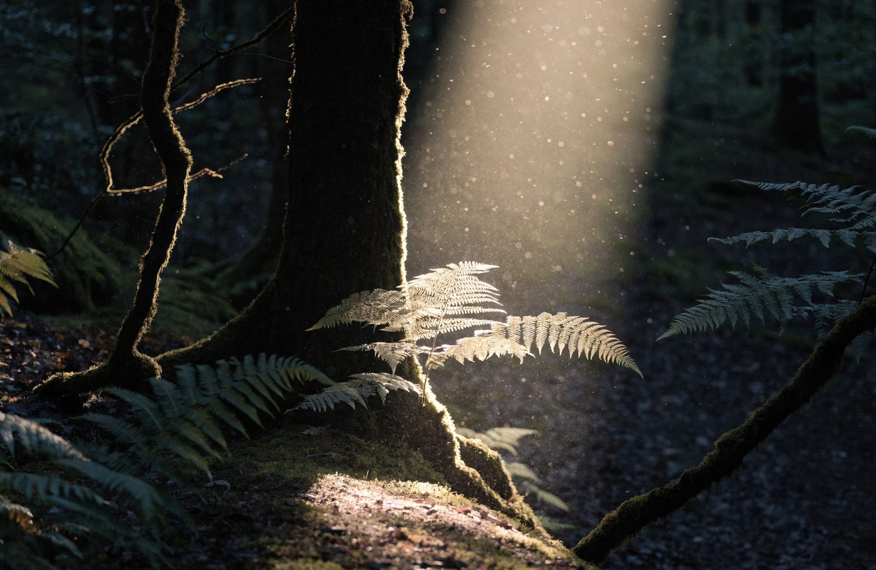 Morning light through a beech wood, landing on ferns and moss