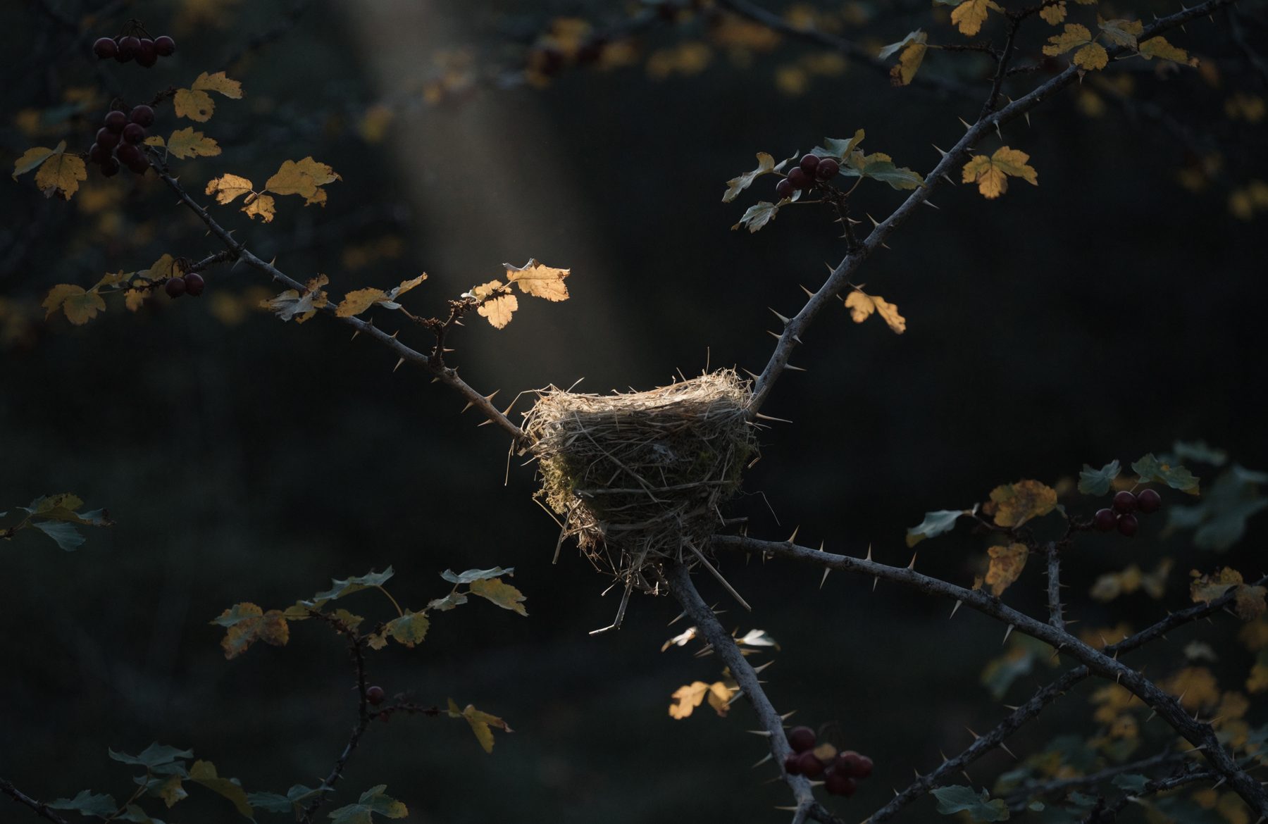 An empty bird's nest in the fork of a hawthorn branch